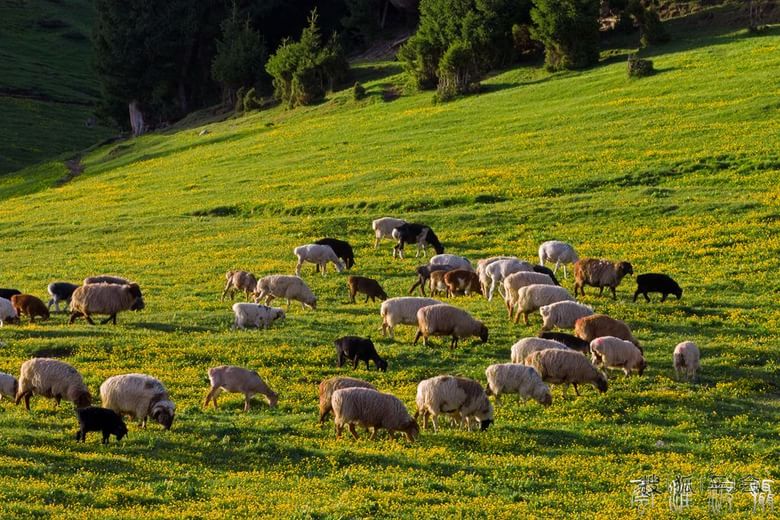 《新疆伊犁赛里木湖随拍》_狐拍社(上海)