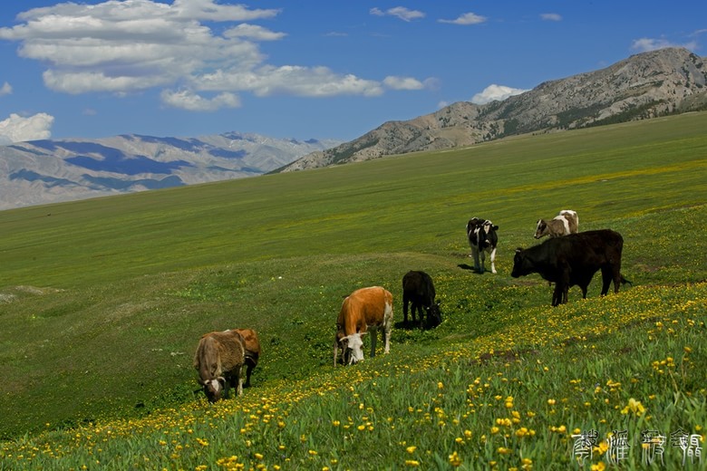 《新疆伊犁赛里木湖随拍》_狐拍社(上海)