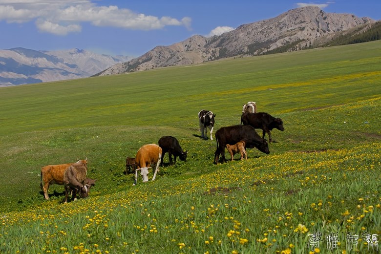 《新疆伊犁赛里木湖随拍》_狐拍社(上海)