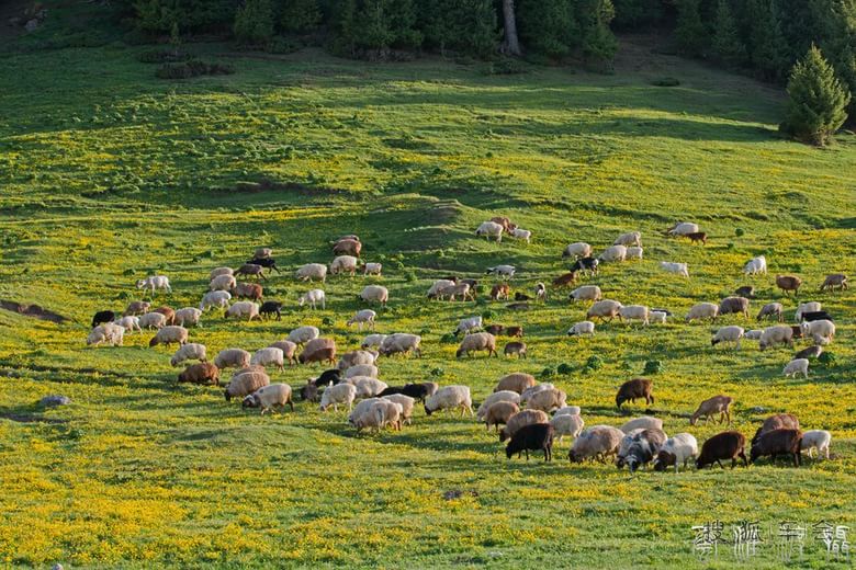 《新疆伊犁赛里木湖随拍》_狐拍社(上海)