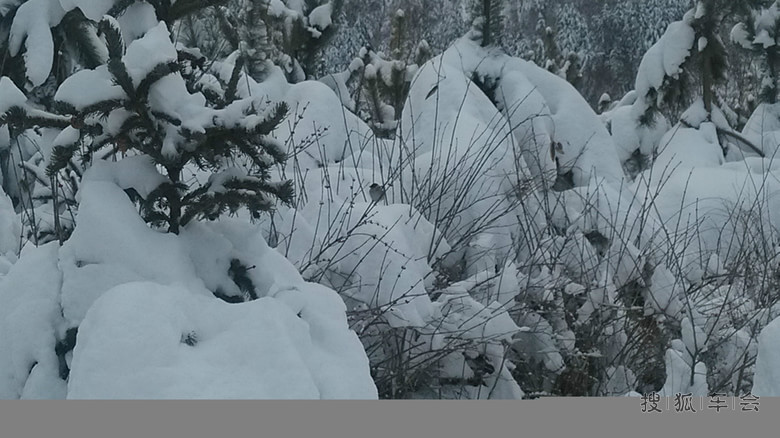 70后大叔的二手花冠购车路(认证贴)