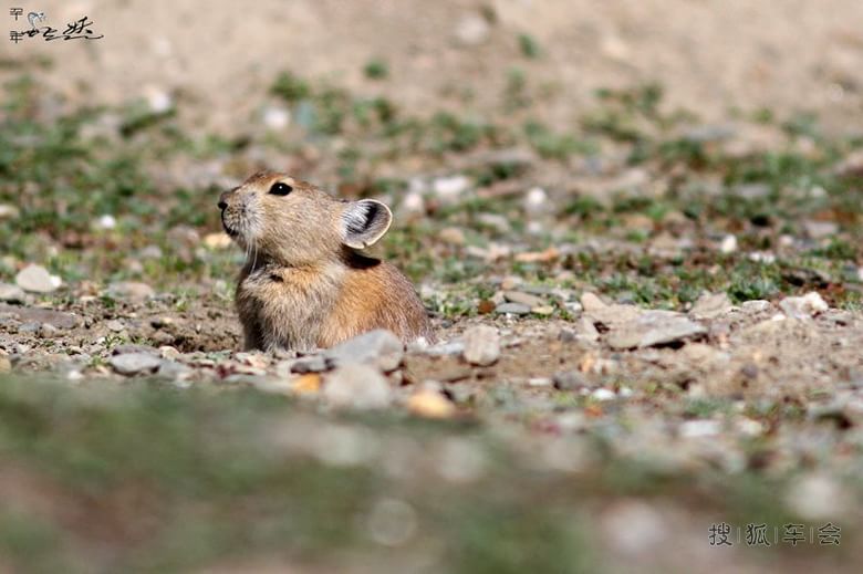 蛇妖西游记--第一次西藏之旅(川进青出)