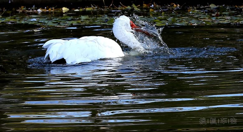 【自然景色】【啥都没意思啊】听鹤鸣赏鹤舞