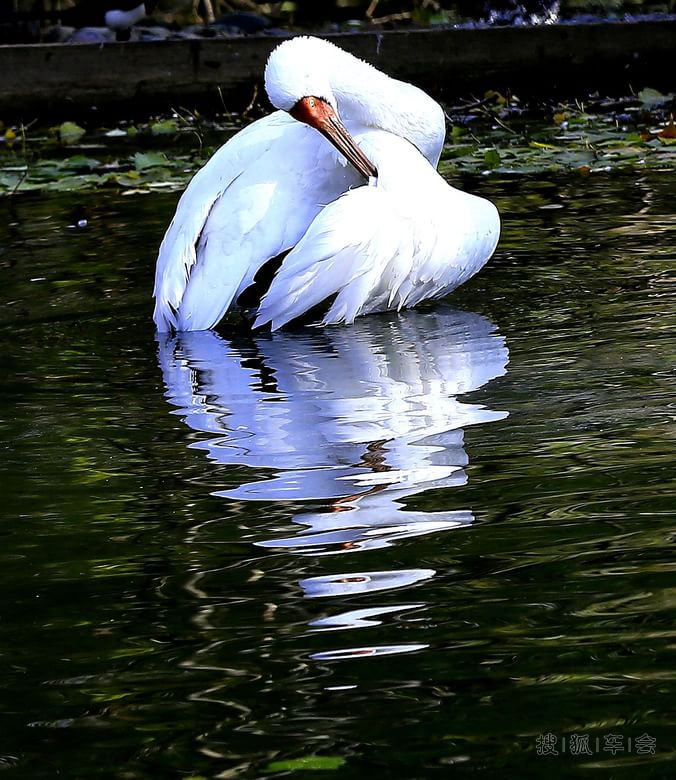 【自然景色】【啥都没意思啊】听鹤鸣赏鹤舞