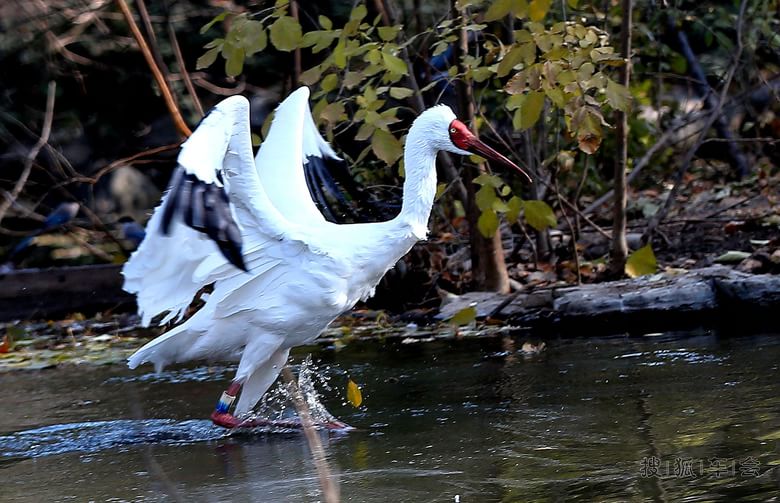 【自然景色】【啥都没意思啊】听鹤鸣赏鹤舞