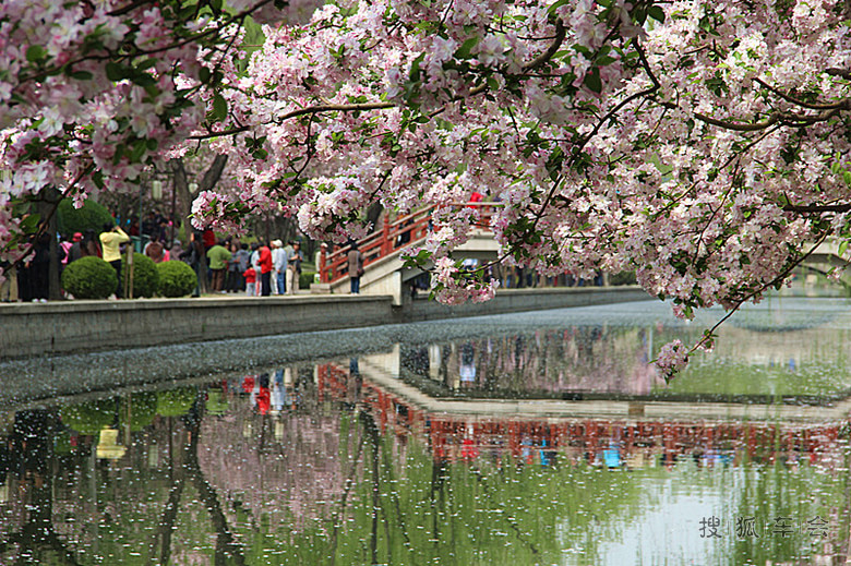 【倾听】青儿~海棠花溪的倾诉_摄影_搜狐车友会