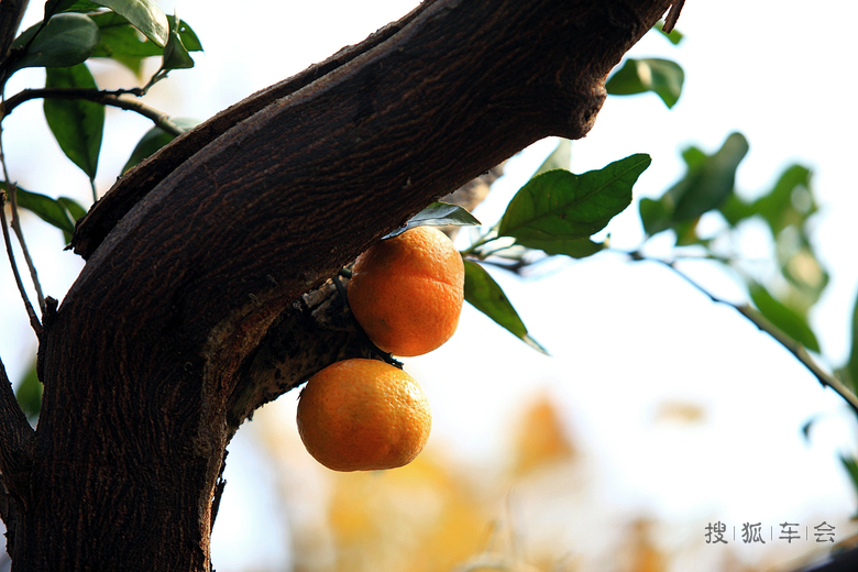 【汽语喧昂1211】桔子红了