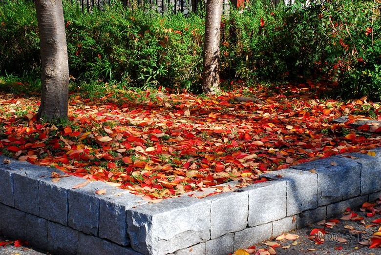 东瀛枫情,非常本州之六 大阪城公园(不登城)