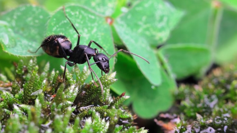 【动物专辑】觅食的蚂蚁