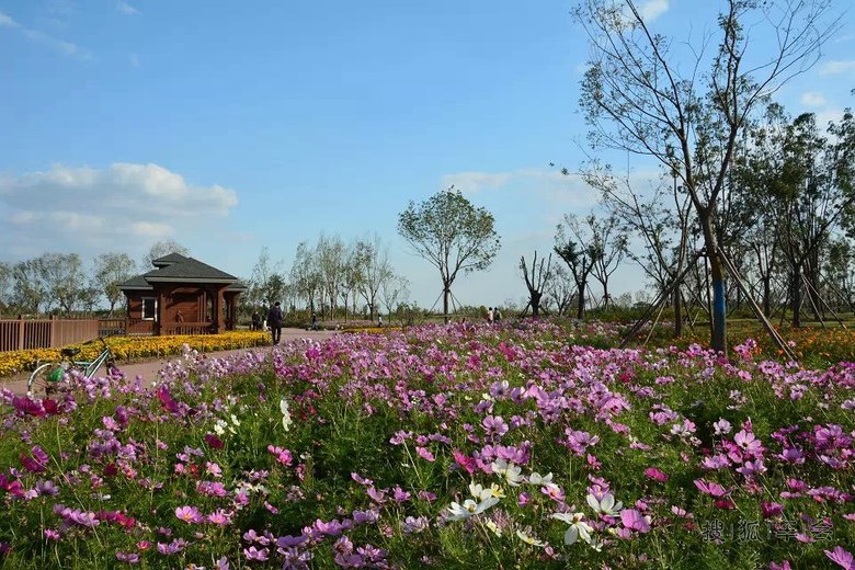 秋日里的官港森林公园!
