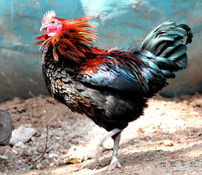 漂亮的大公鸡