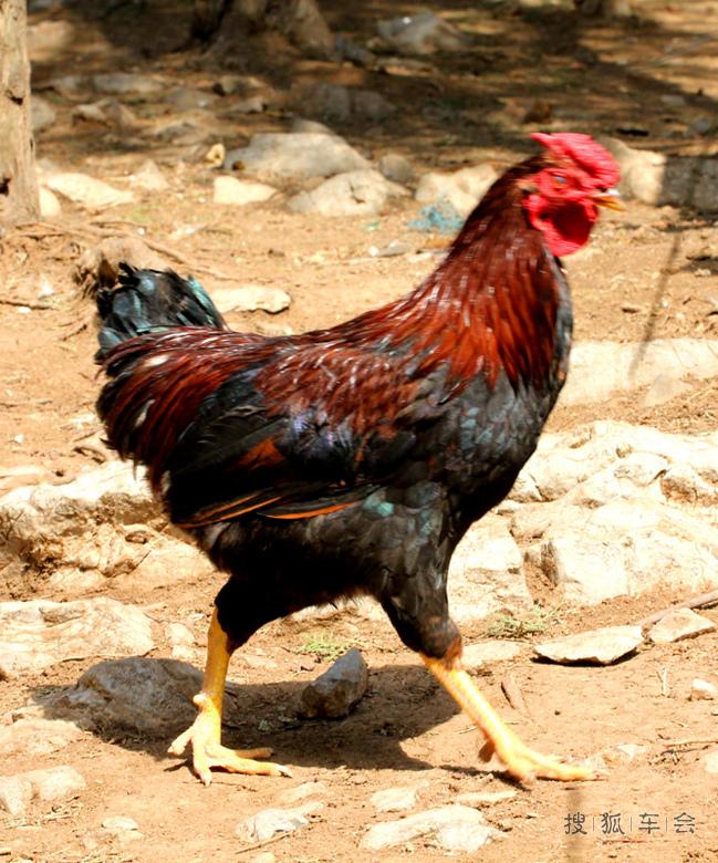 漂亮的大公鸡