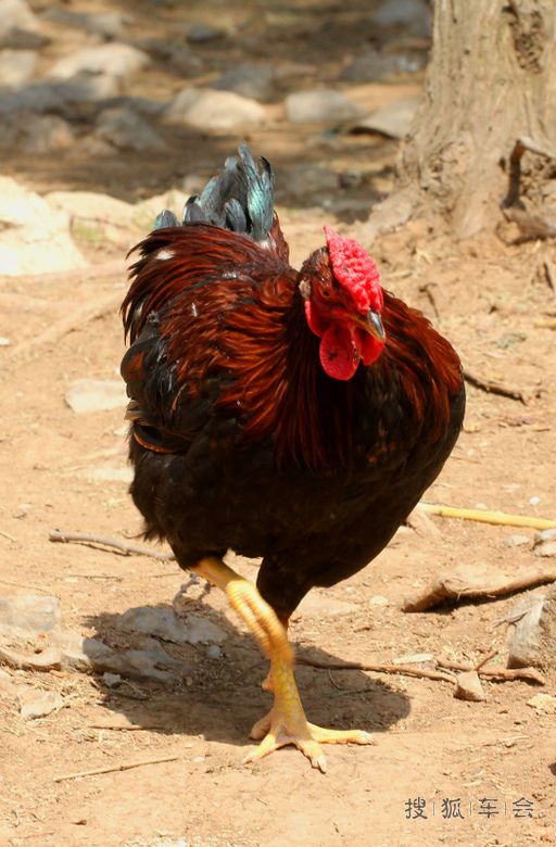 漂亮的大公鸡