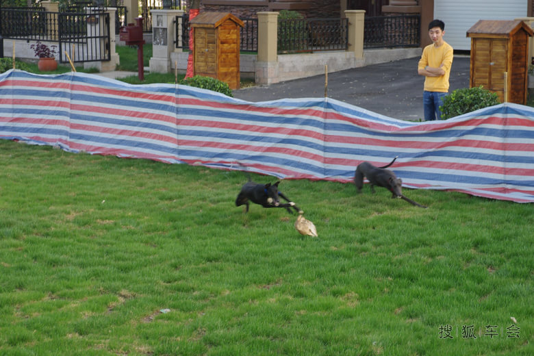 有一种狗叫灵缇犬_运城车友会