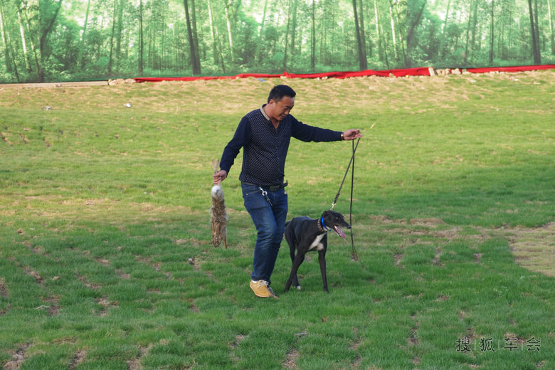 有一种狗叫灵缇犬_运城车友会