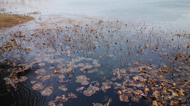 不是因为寂寞才想你