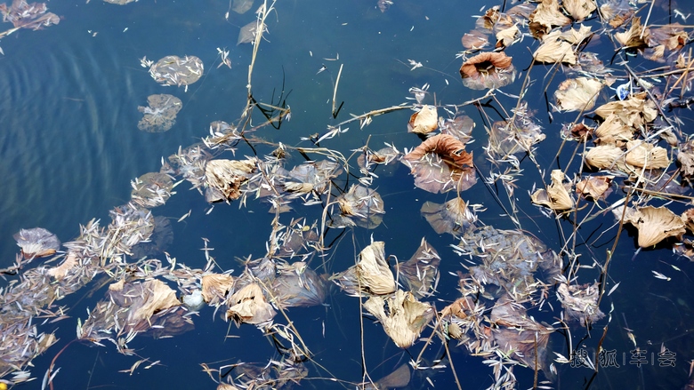 不是因为寂寞才想你