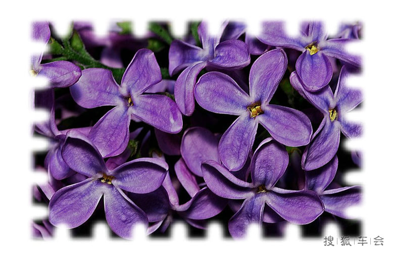 丁香花_哈弗H6论坛