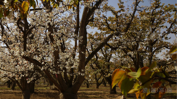 有一种梨唤作冬果梨