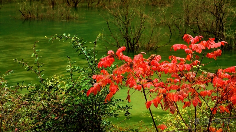树阴照水爱晴柔