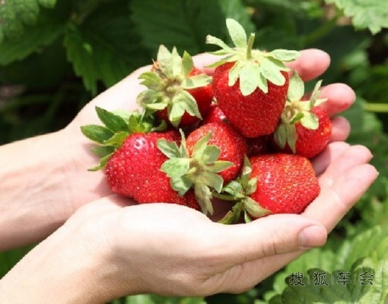 1月11日采草莓活动(微信报名平台报名)_上海K