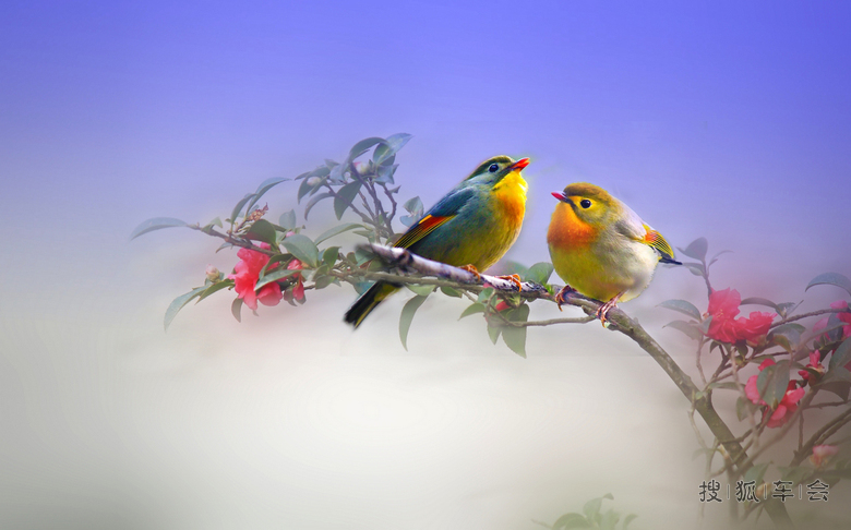 双双对对相思鸟