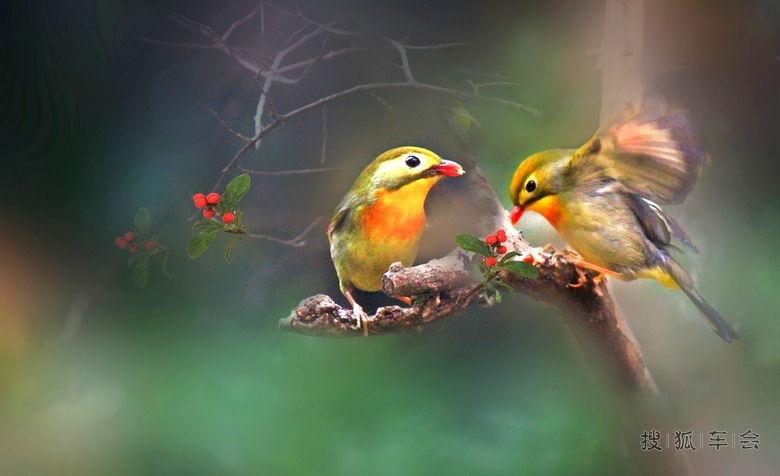 双双对对相思鸟