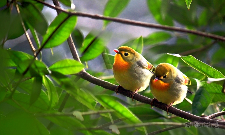 双双对对相思鸟