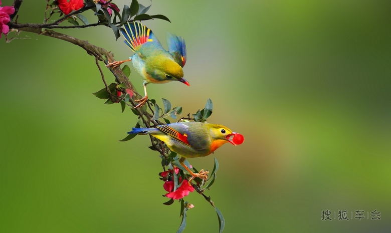 双双对对相思鸟