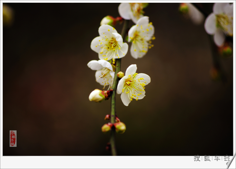 冬月里来梅花开!