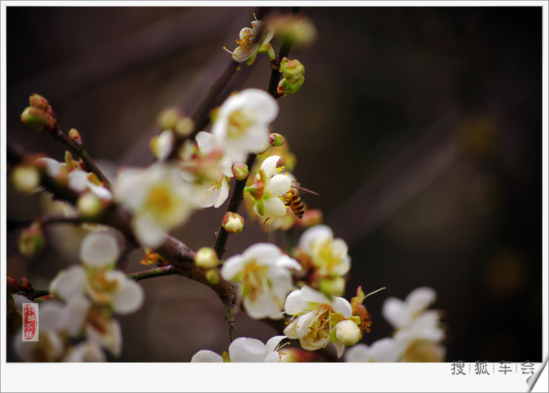 冬月里来梅花开!