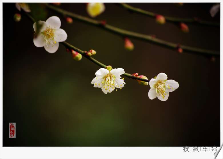 冬月里来梅花开!