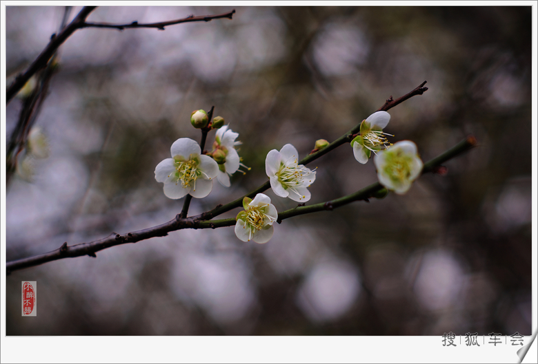 冬月里来梅花开!