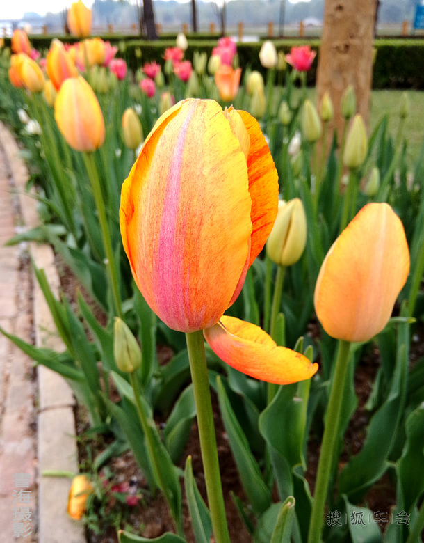 贴图-op手机拍花儿_吉利英伦汽车俱乐部