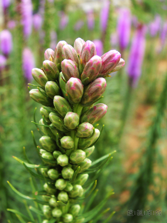 [原创]亭亭玉立蛇鞭菊 _City锋范-活力思社_搜狐
