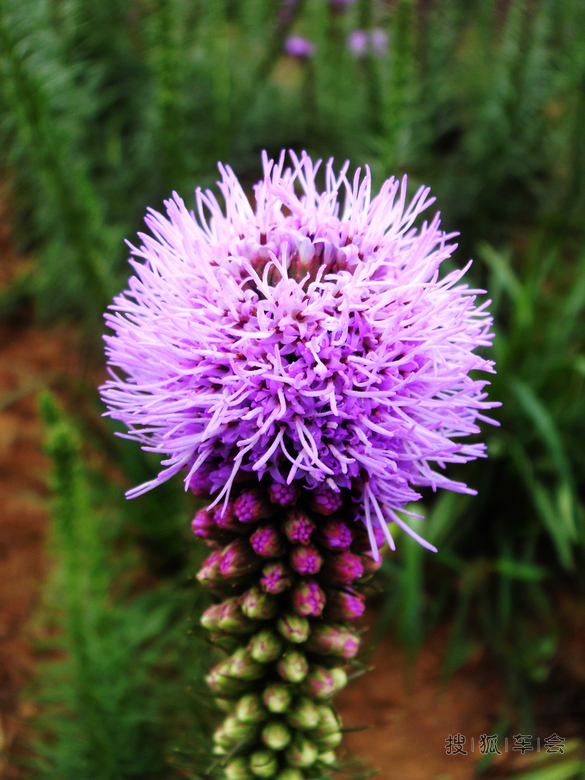 [原创]亭亭玉立蛇鞭菊 _天语SX4-新4旅