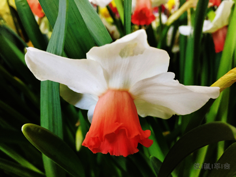 [原创] 室内花展洋水仙《手机版》