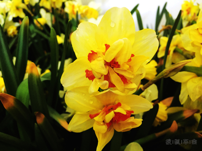 [原创] 室内花展洋水仙《手机版》