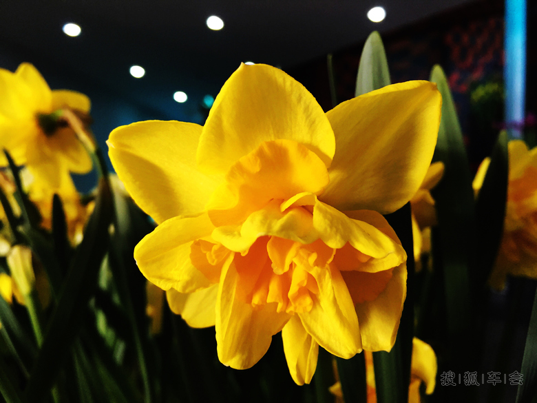 [原创] 室内花展洋水仙《手机版》_City锋范-活