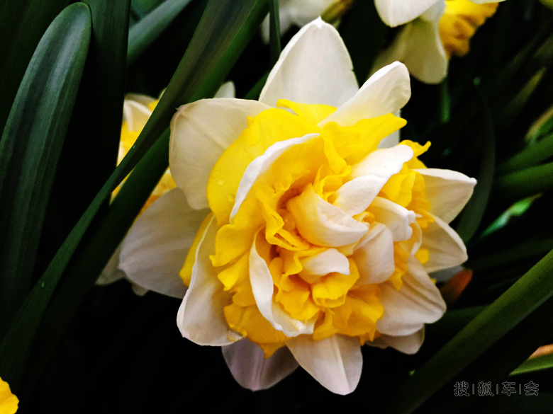 [原创] 室内花展洋水仙《手机版》