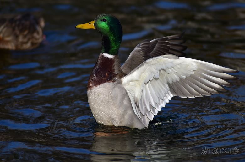 打鸟很上瘾二_京A军团摩旅_搜狐车友会
