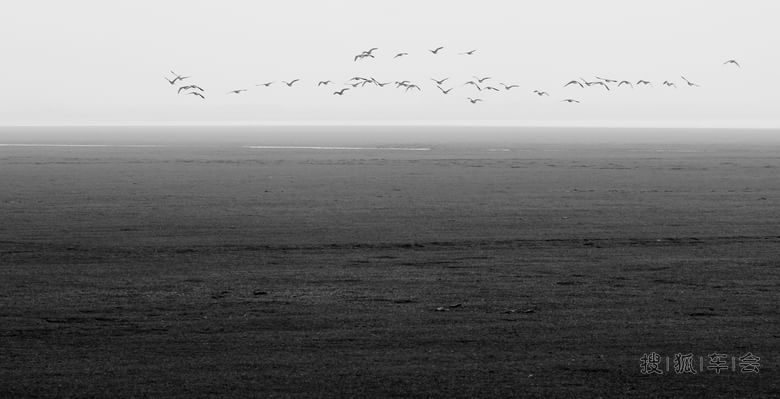 (已发)白鹤放声歌唱、大雁腾飞翱翔、天鹅翩翩