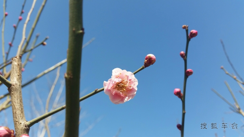 春日的明长城遗址公园的梅花