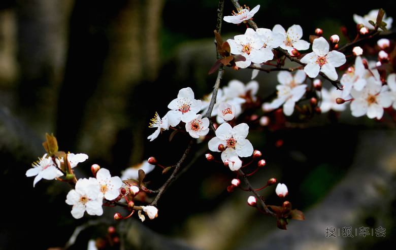 不要人夸好颜色,只流清气满乾冲。