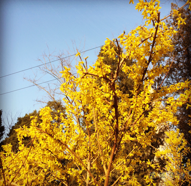 黄四娘家花满蹊,千朵万朵压枝低。_悠扬午后