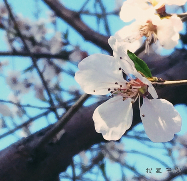 黄四娘家花满蹊,千朵万朵压枝低。_悠扬午后