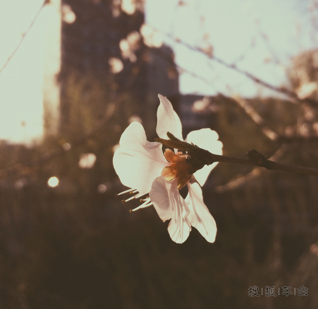 黄四娘家花满蹊,千朵万朵压枝低。_手机党