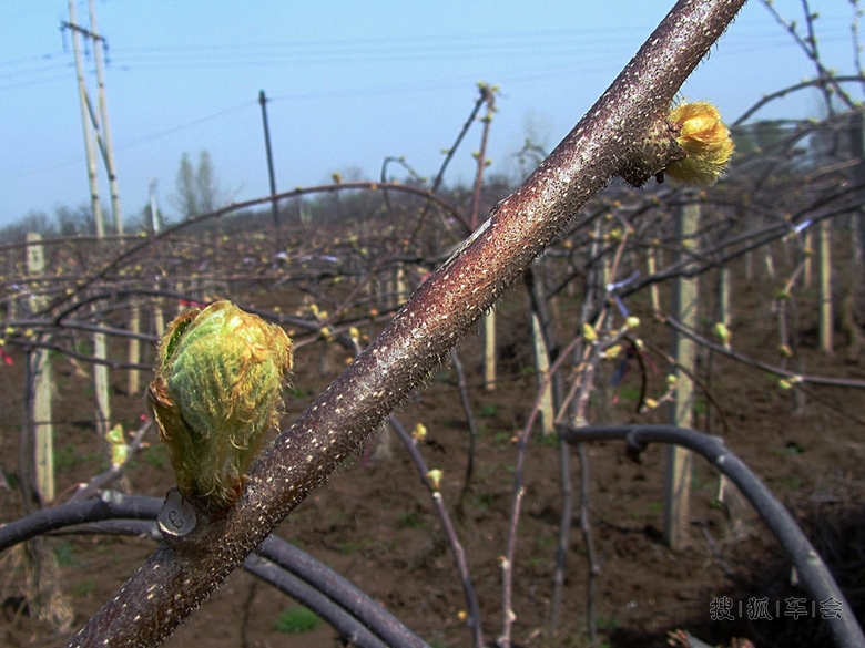 【春天】猕猴桃发芽了