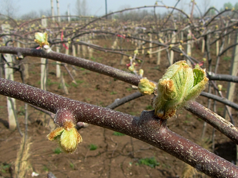 【春天】猕猴桃发芽了