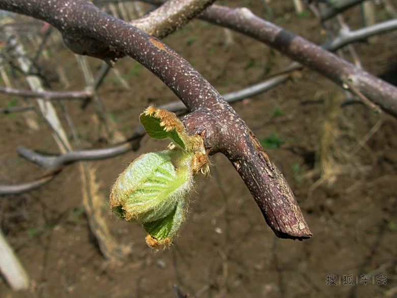 【春天】猕猴桃发芽了